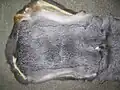 Chinchilla regulär