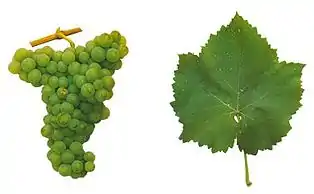 Rabigato