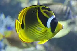 Mondsichel-Falterfisch