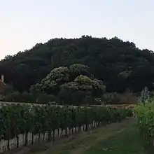 Esskastanie am Haus Kynast in Radebeul-Zitzschewig