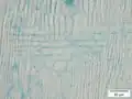 Mikroskopierter Radialschnitt von Dalbergia cearensis (50 nm)