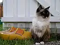 Ragdoll-Katze: Sealpoint mit weißen Flecken