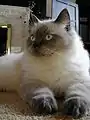 Farbmuster Colourpoint: Blue Point Ragdoll mit dunklen Glied­ma­ßen.