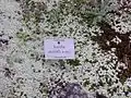 Raoulia australis (Neuseeland)