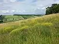 Lösstrockenrasen sind das natürliche Habitat des Stauden-Rapsdotters.