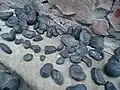 Saligram Shi-Ammoniten im Gesteinsumfeld