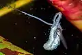Rattenschwanzlarve (Eristaliini) und Kaulquappe (Tadpoles)