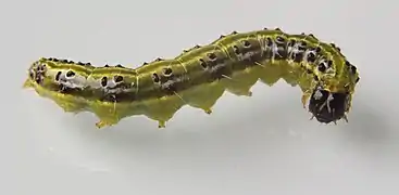Ausgewachsene Raupe (5&nbsp;cm Länge)