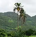 Habitus