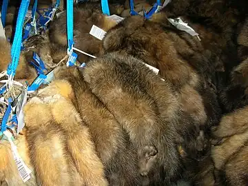 Zobel-Rohfelle in ihrer typischen, gestaucht abgezogenen Form
