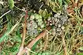 Stadien des Botrytis-Befalls
