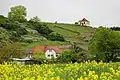 Blick auf die Rebhänge in Diesbar-Seußlitz