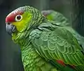 Ecuador-Amazonen (Rotstirnamazonen der Unterart Amazona autumnalis lilacina)
