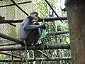 Rotschenklige Kleideraffe (Pygathrix nemaeus) im Endangered Primate Rescue Center