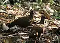 Paar des Rotspornhuhns (Galloperdix spadicea), vorne der Hahn