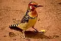 Flammenkopf-Bartvogel