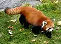 Westlicher Kleiner Panda (Ailurus fulgens)
