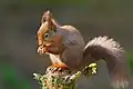 Eichhörnchen (Red squirrel)