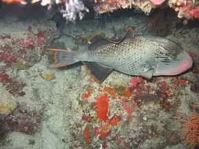 Apo Reef Marine Natural Park