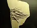 Regulärer Seeigel Rhabdocidaris sp.