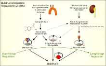 Regulation des Blutdrucks