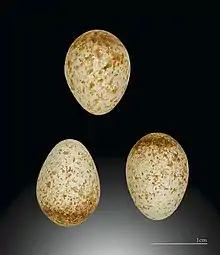 Eier vom Madeiragoldhähnchen  aus der Sammlung von de Naurois