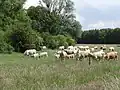 Lichtenower Mühlenfließ