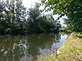 Rench im Auwald bei Helmlingen