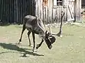 Karibu (Rangifer tarandus)