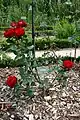 Rosensorte 'Coluche'