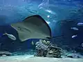 Impression aus dem Sea Life Istanbul Aquarium (2012)
