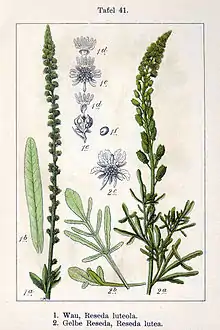 Illustration aus Sturm von Gelber Wau (Reseda lutea) und Färber-Wau (Reseda luteola)