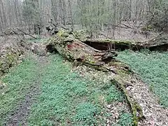 Astreste der Amalieneiche