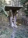 Reste der Wunderfichte am Nordhang des Hochbergs