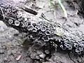Dichtblättriger Liliputseitling (Resupinatus applicatus) resupinater Fruchtkörper