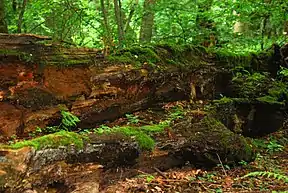 Prozessschutz im Białowieża-Nationalpark