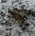 Rhagio latipennis