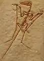 Langschwanzflugsaurier Rhamphorhynchus longicaudus
