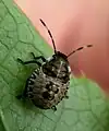 Nymphe
