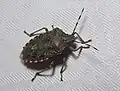 Rhaphigaster nebulosa