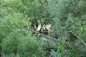 Rheinauen bei Steinmauern