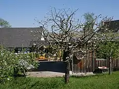 Ganzer Baum
