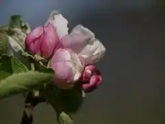 Knospen