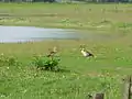 Nilgänse im Gebiet