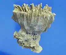 Rhipidogyra alata, Sl. Geol. Paläont. Inst. Tübingen
