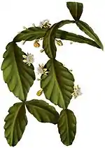 Rhipsalis elliptica
