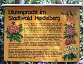 Rhododendron-Anlage an der Blockhaus-Hütte
