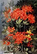 Rhododendron calendulaceum in Southern Wild Flowers and Trees