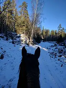 Ridled aus Reitersicht