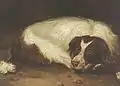 Ein liegender Münsterländer Jagdhund